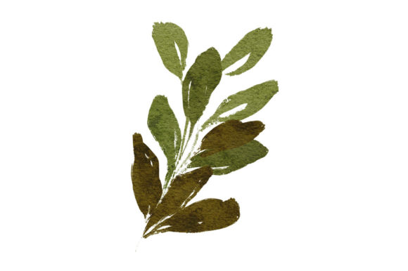 Foliage Leaf Illustration Watercolor