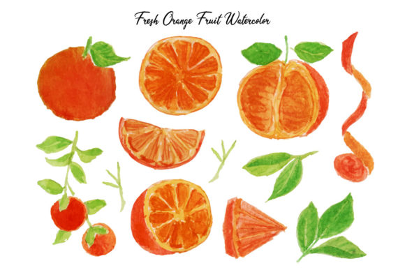 Fresh Orange Fruit Watercolor