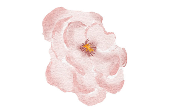 Rose Watercolor Flower Painted Element and Illustrations