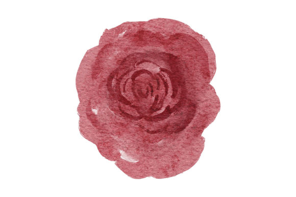 Watercolor Blooming Rose Flower Paint Illustrations