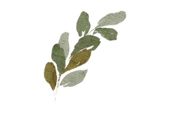 Watercolor Foliage Leaf Element Paint Illustrations