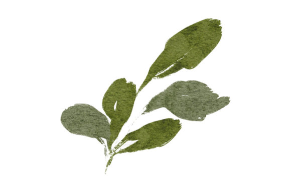 Watercolor Greenery Leaf Paint Element Illustrations