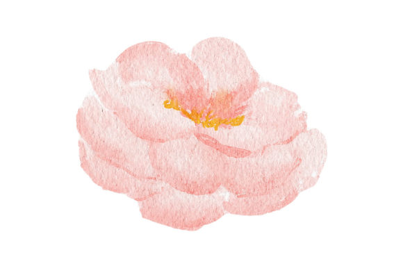 Watercolor Rose Flower Painted Element Illustrations
