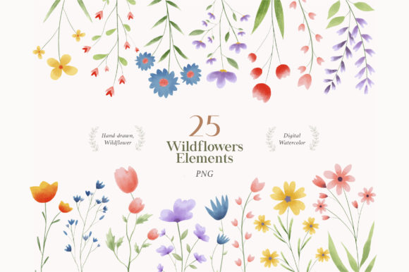 Wild Flower Watercolor Png Illustrations